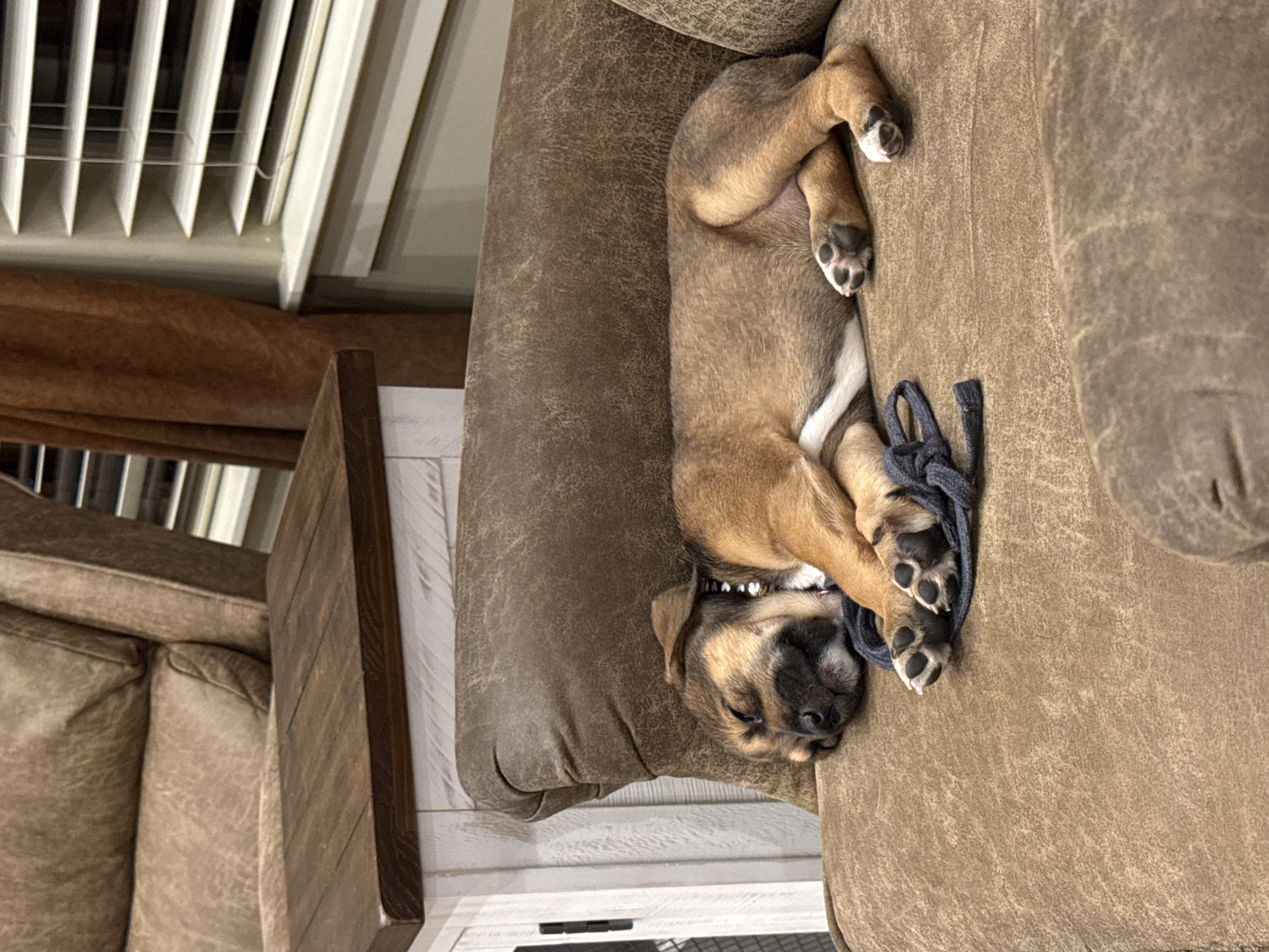 Picture of the Animal Listed