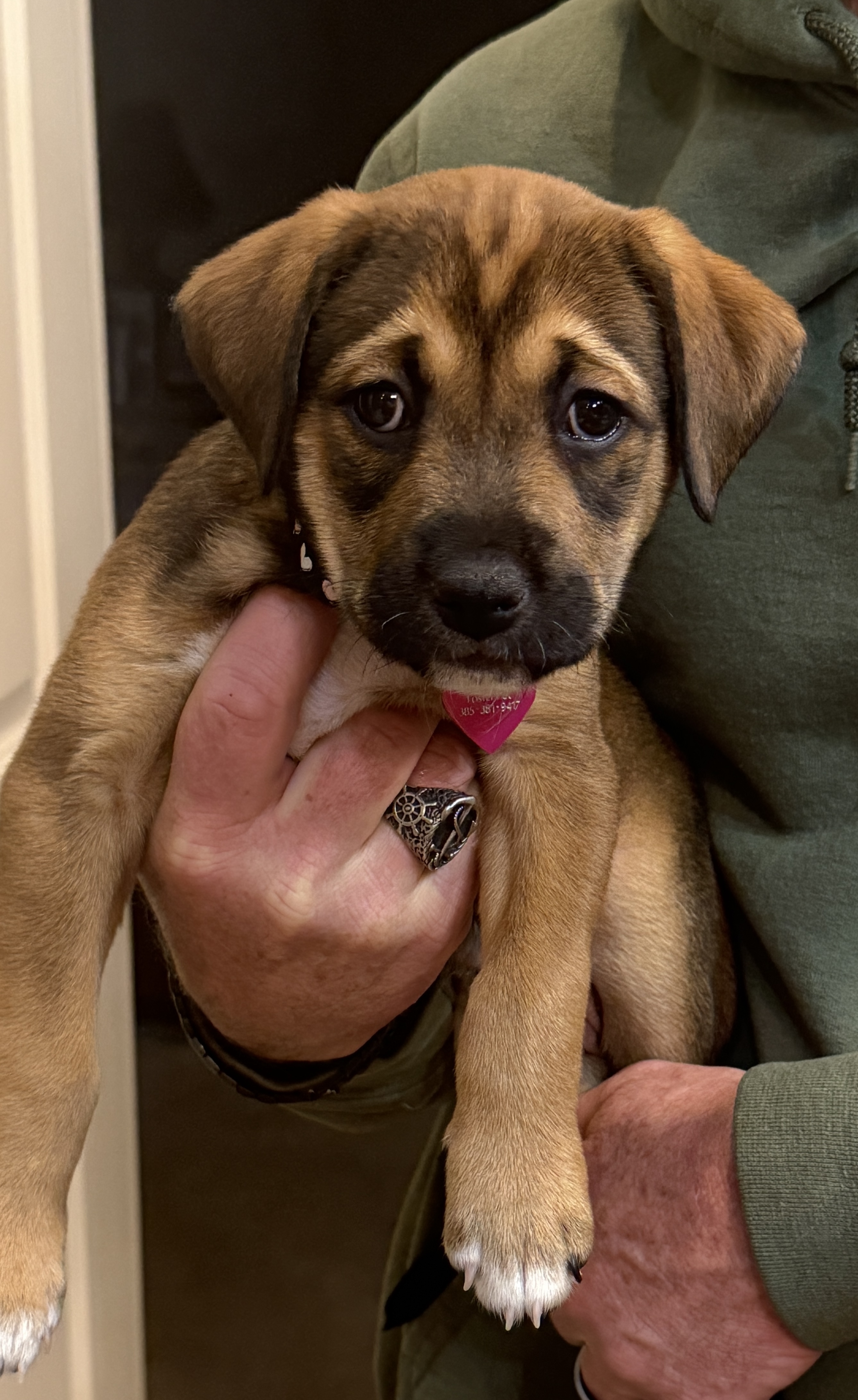 Picture of the Animal Listed