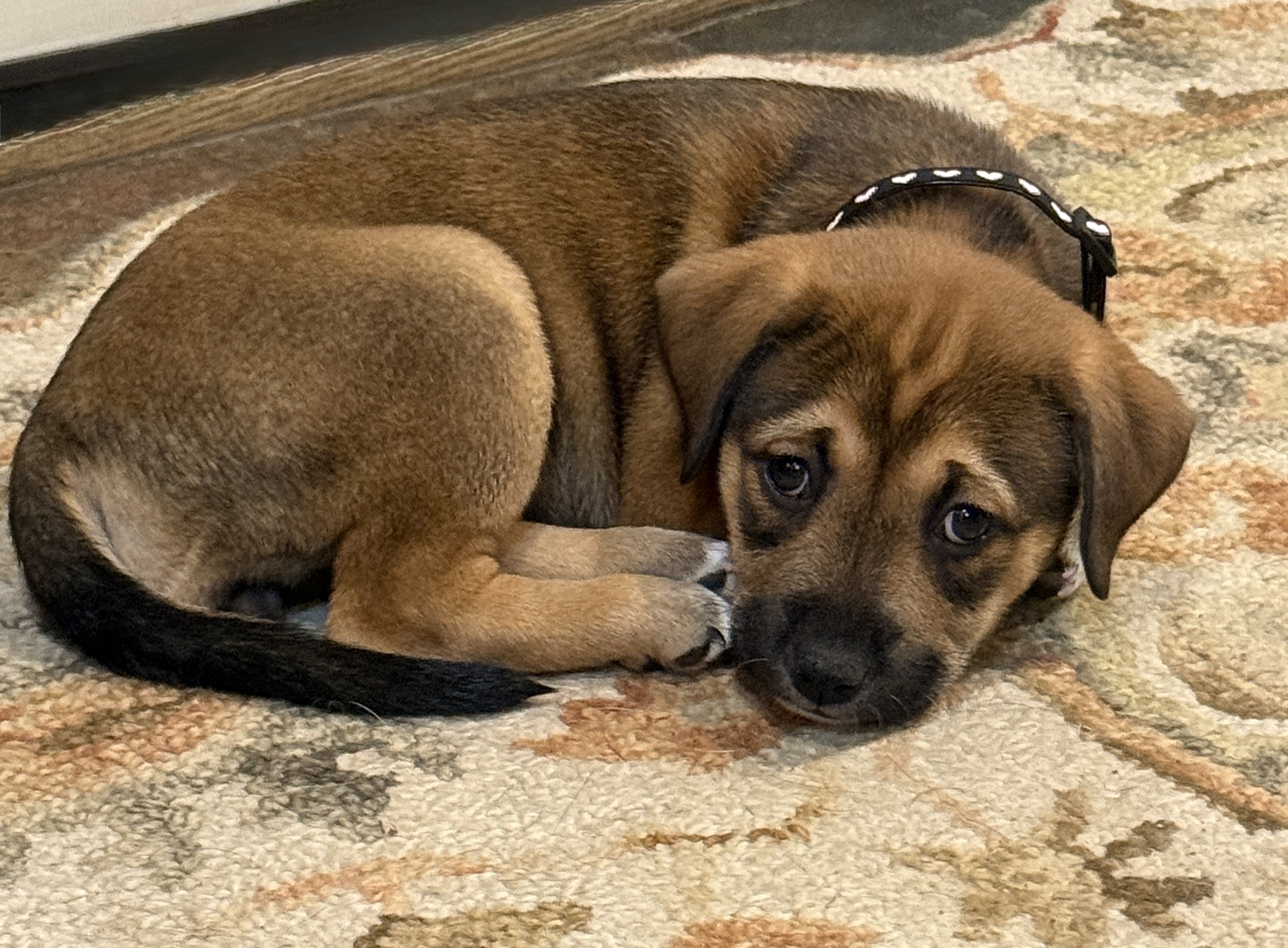 Picture of the Animal Listed