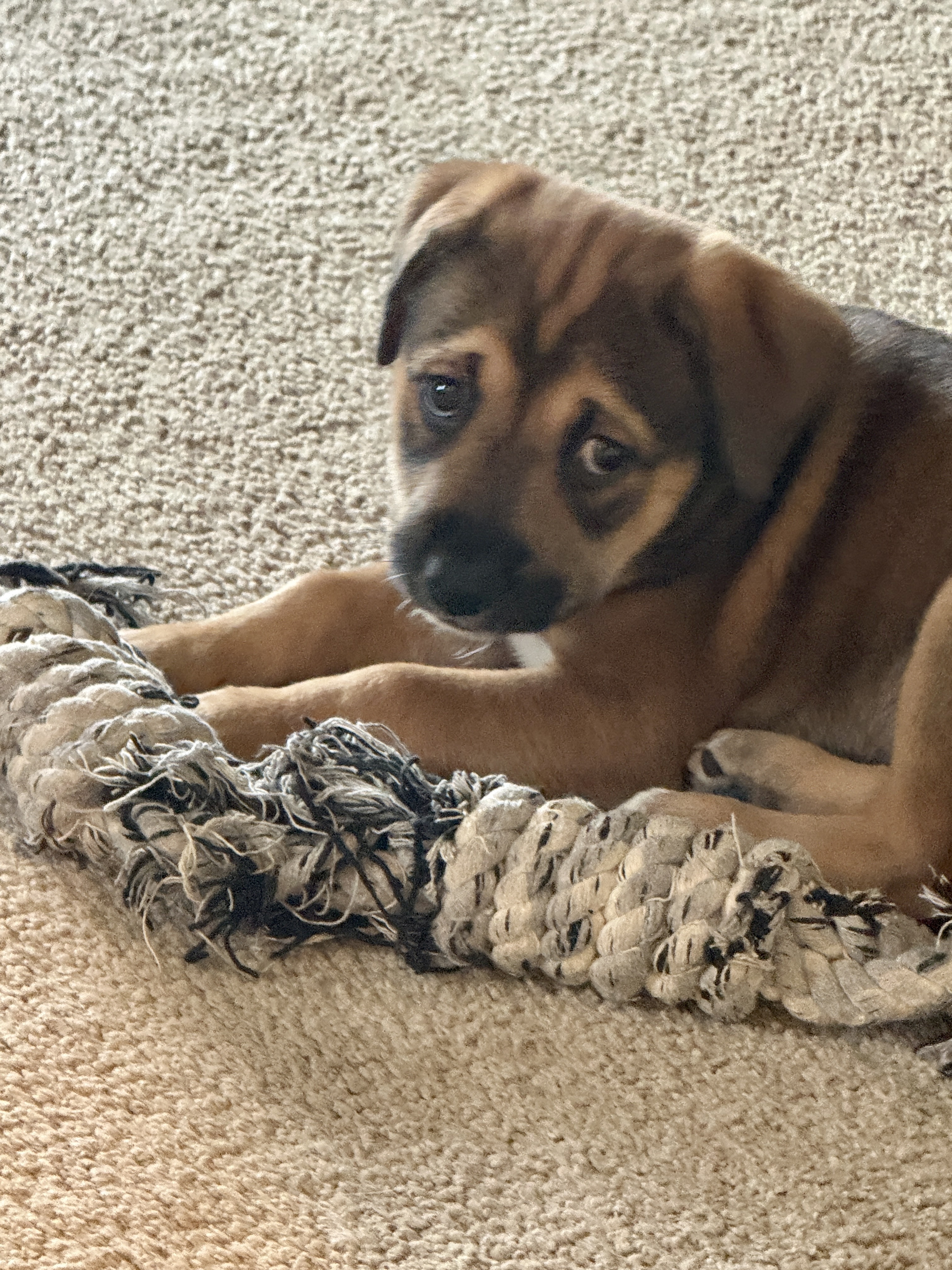 Picture of the Animal Listed