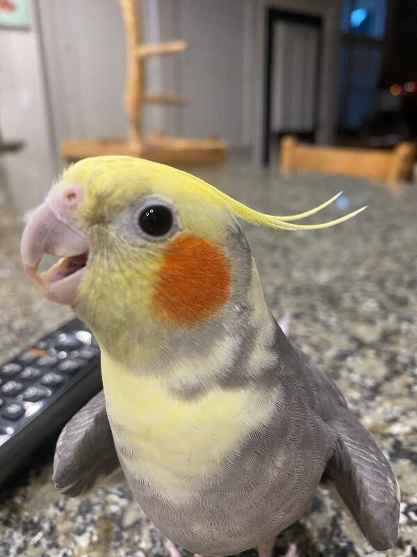 Picture of the Animal Listed