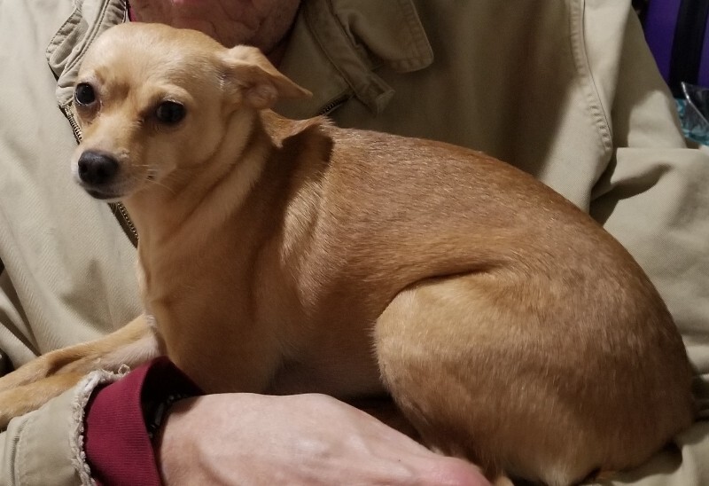 Picture of the Animal Listed