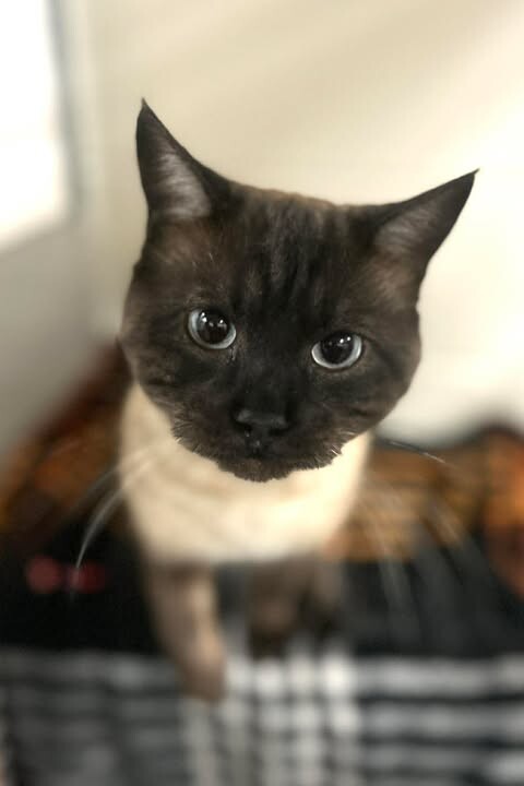 Picture of the Animal Listed