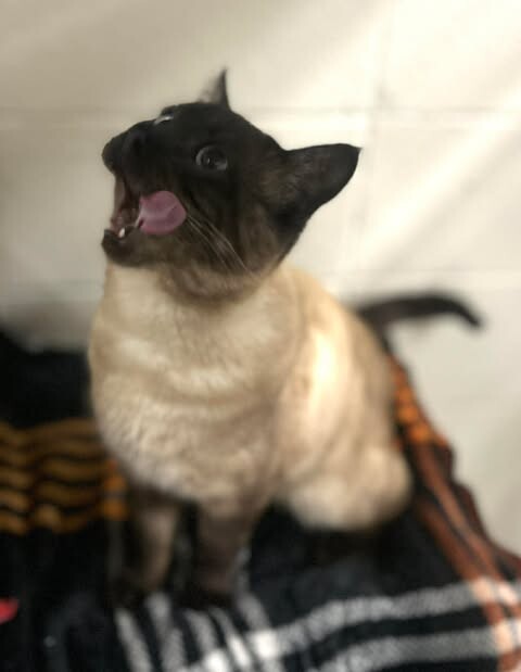 Picture of the Animal Listed