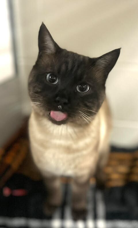 Picture of the Animal Listed