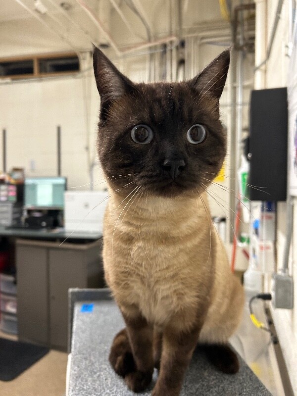 Picture of the Animal Listed