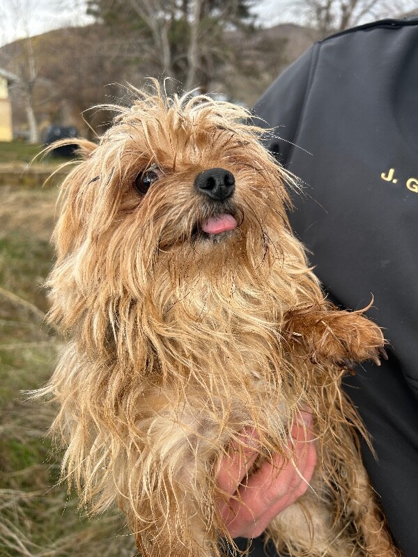 Picture of the Animal Listed