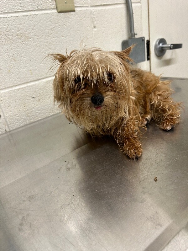 Picture of the Animal Listed