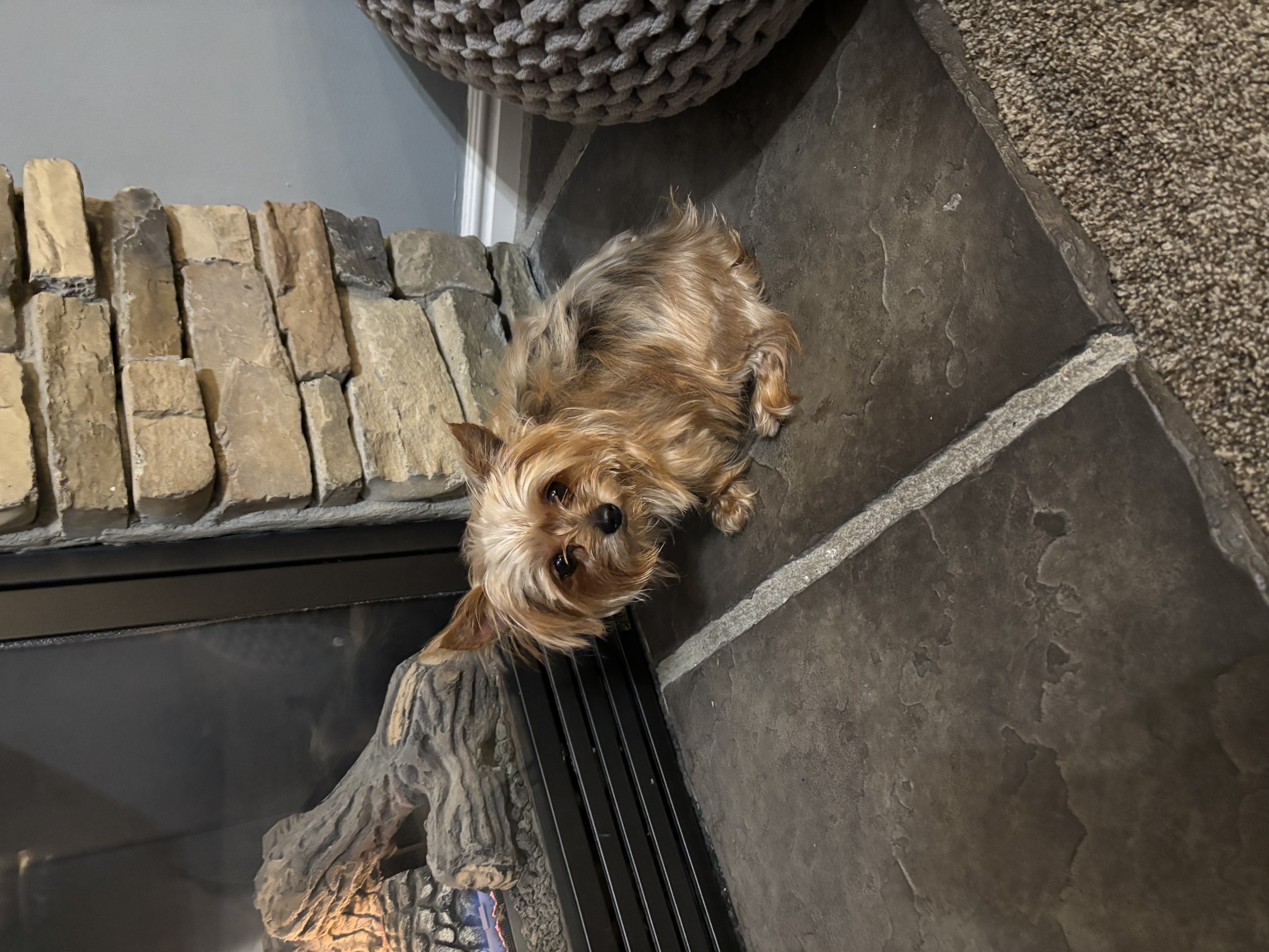 Picture of the Animal Listed