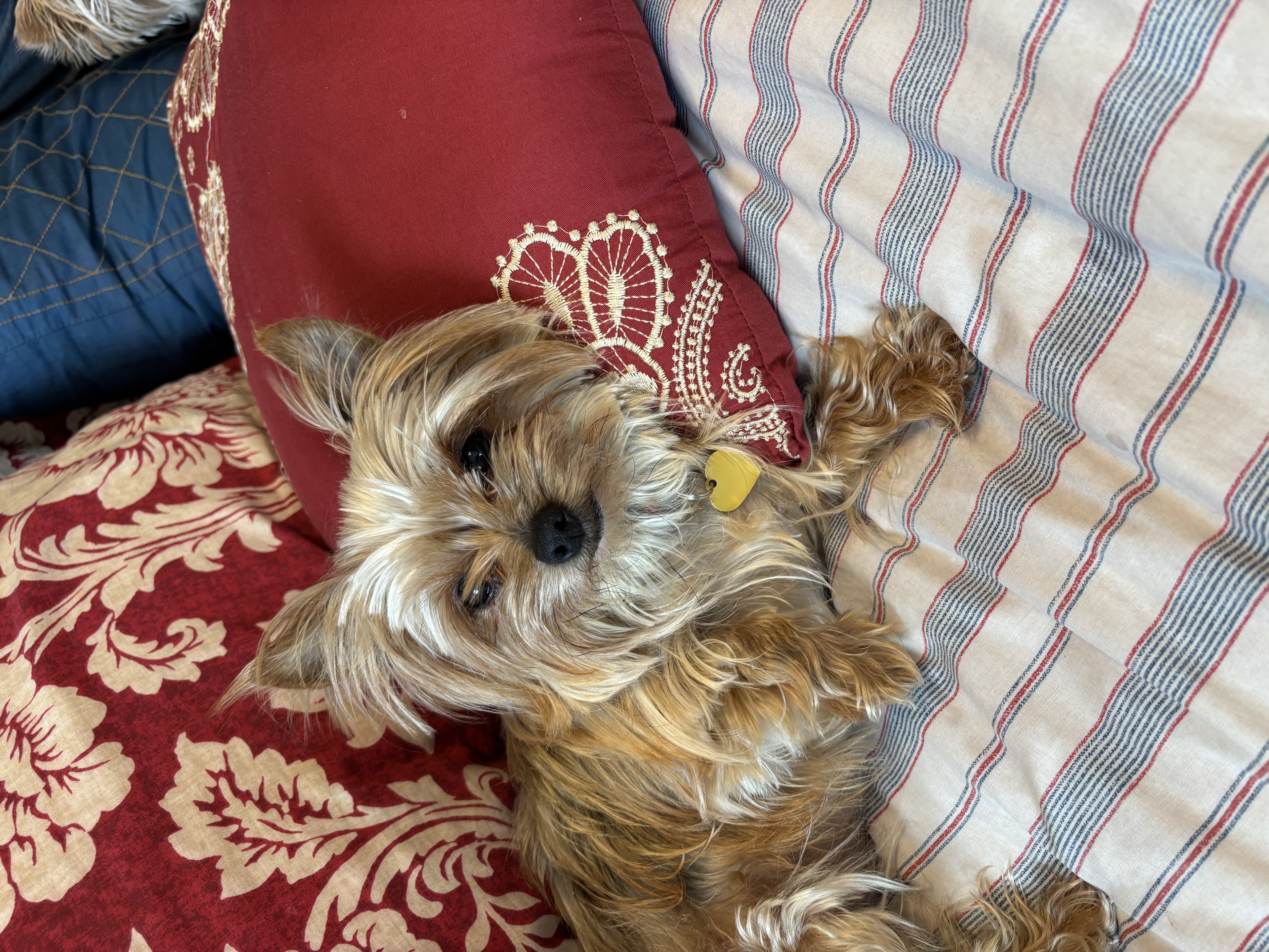 Picture of the Animal Listed