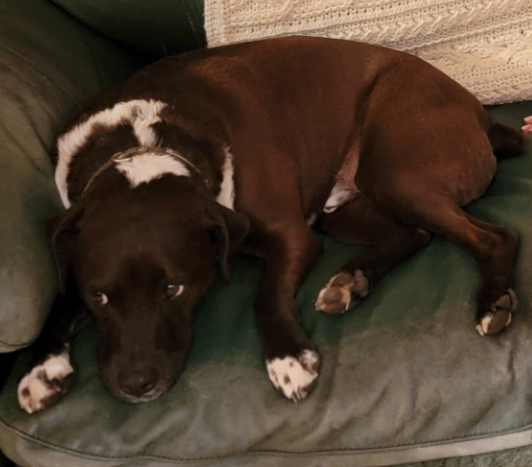 Picture of the Animal Listed