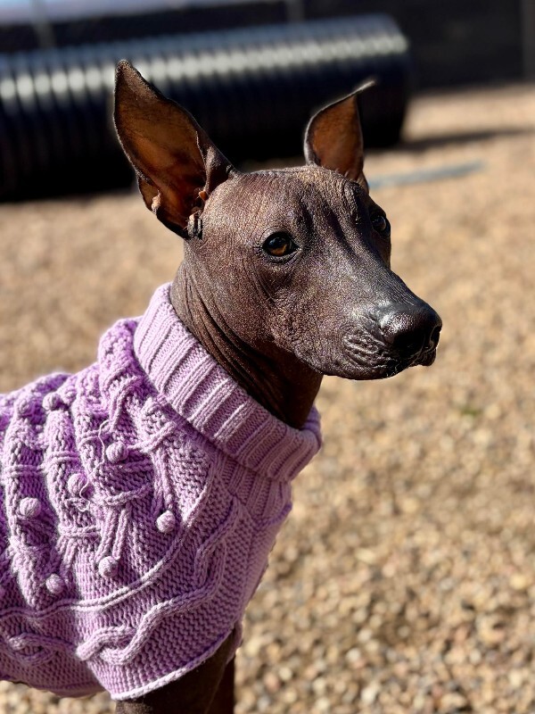 Picture of the Animal Listed