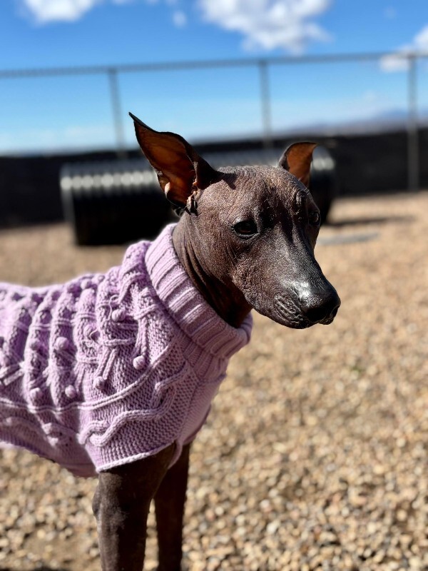 Picture of the Animal Listed