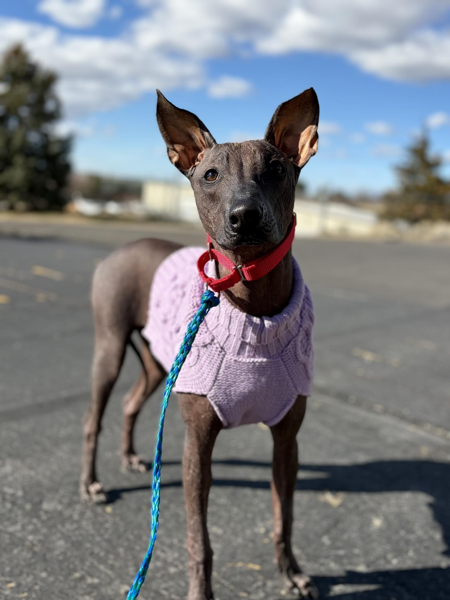 Picture of the Animal Listed