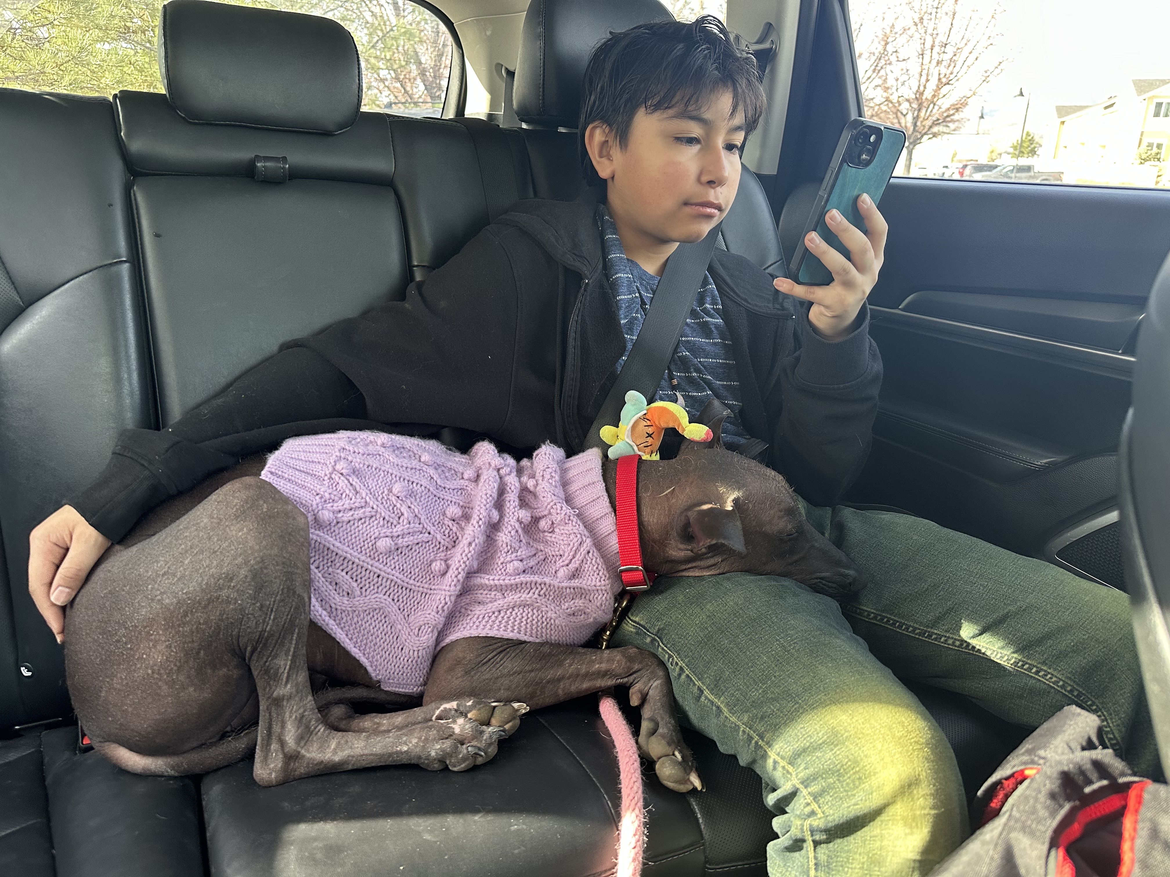 Picture of the Animal Listed