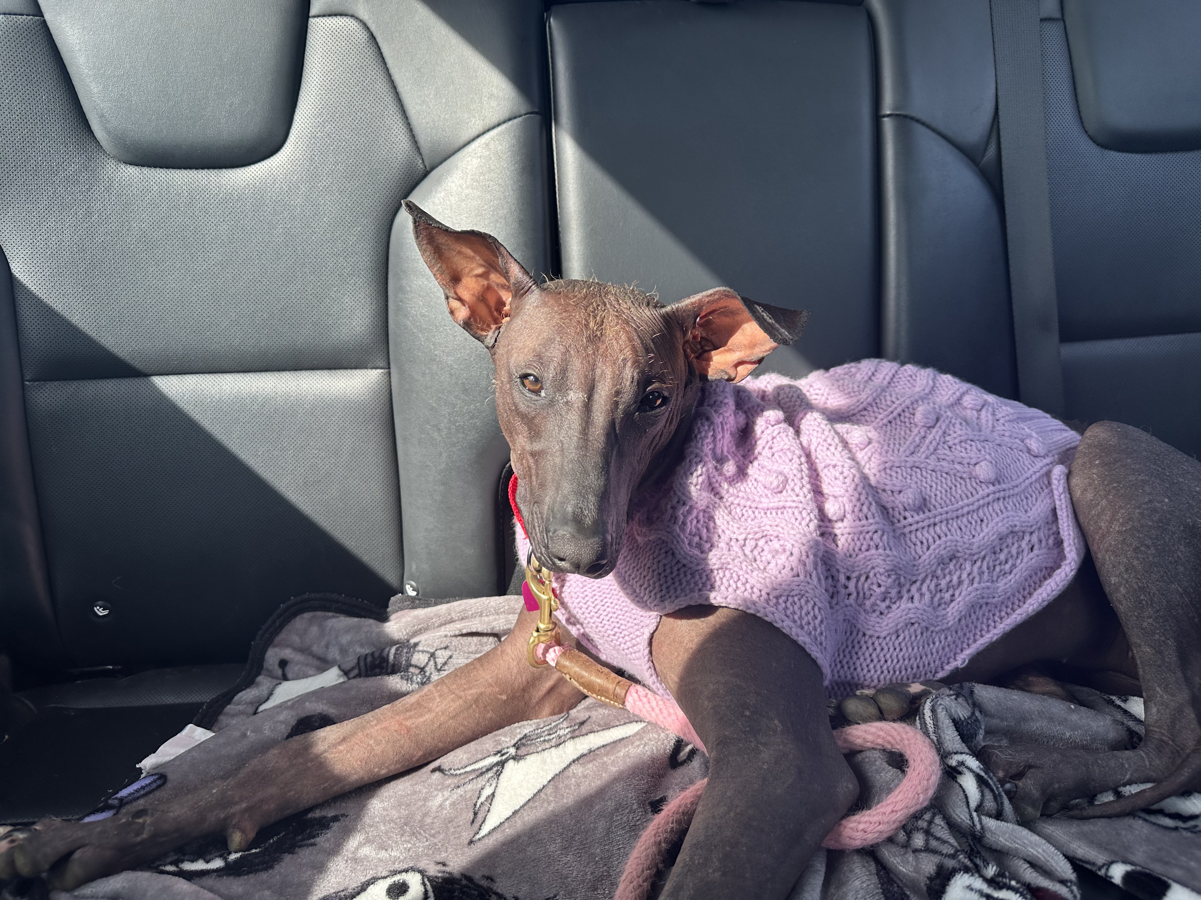 Picture of the Animal Listed