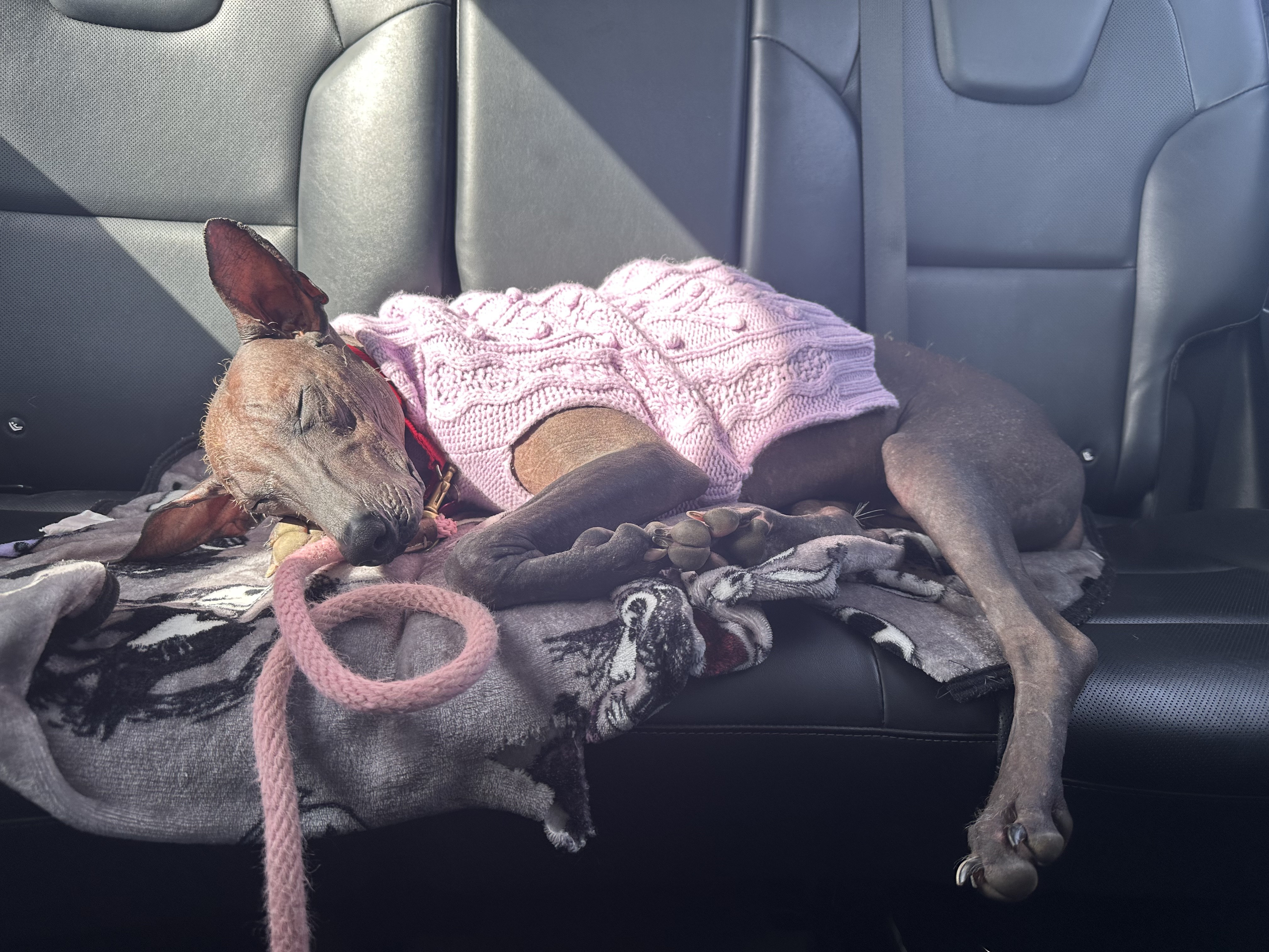 Picture of the Animal Listed