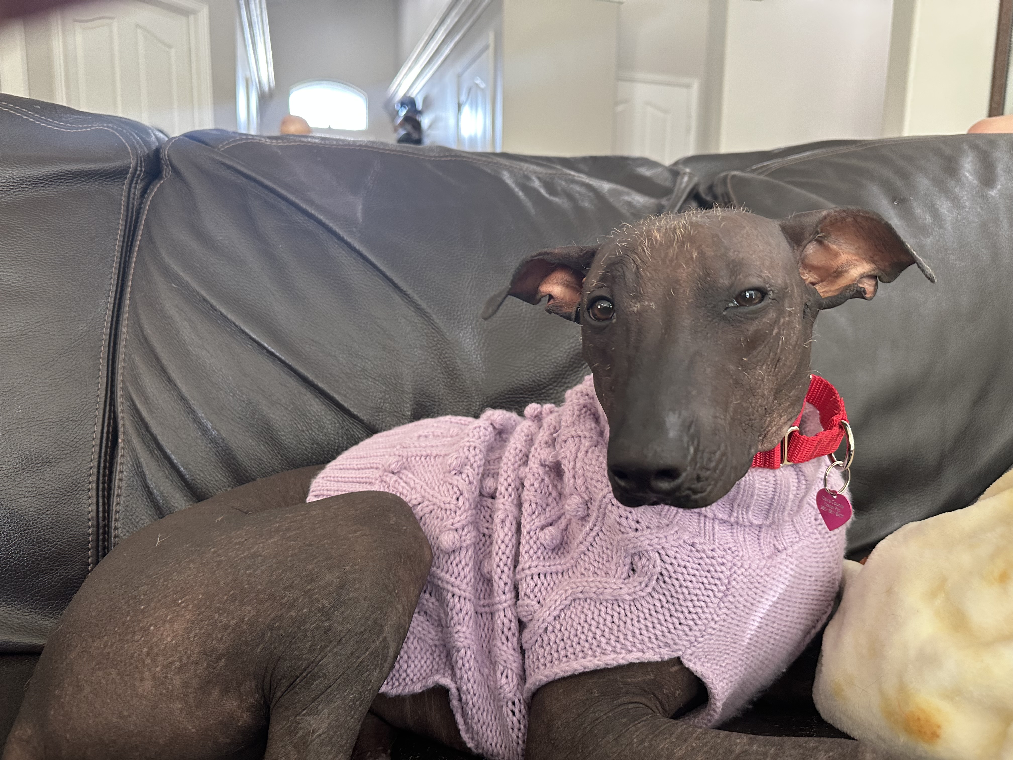 Picture of the Animal Listed