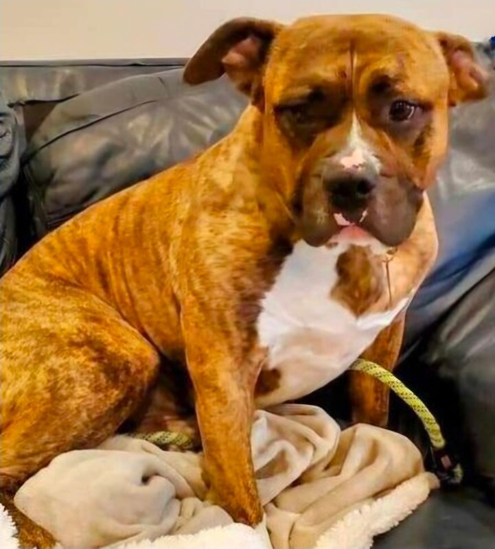 Picture of the Animal Listed