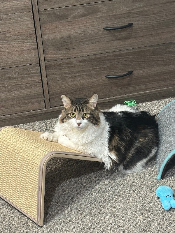 Picture of the Animal Listed