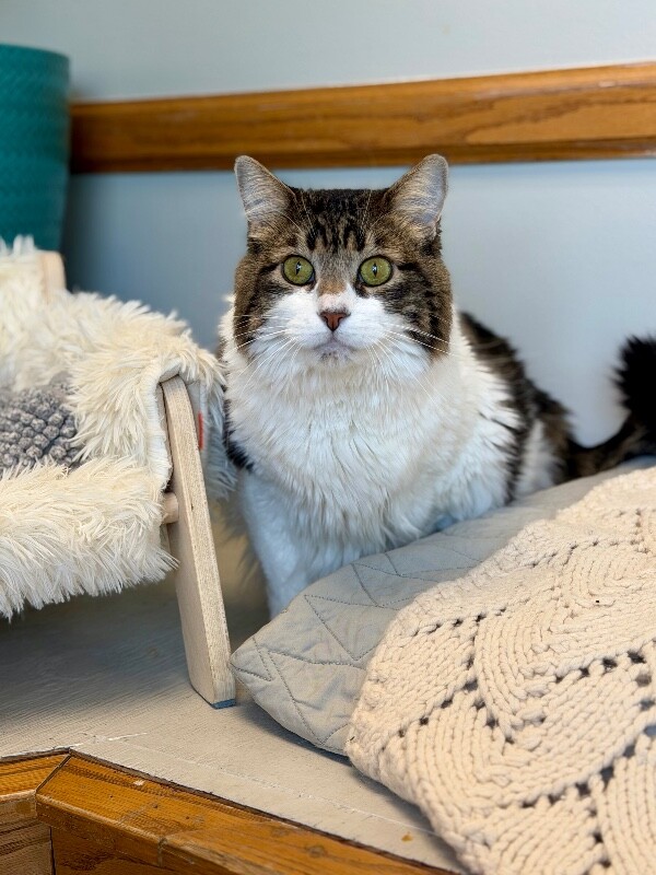 Picture of the Animal Listed