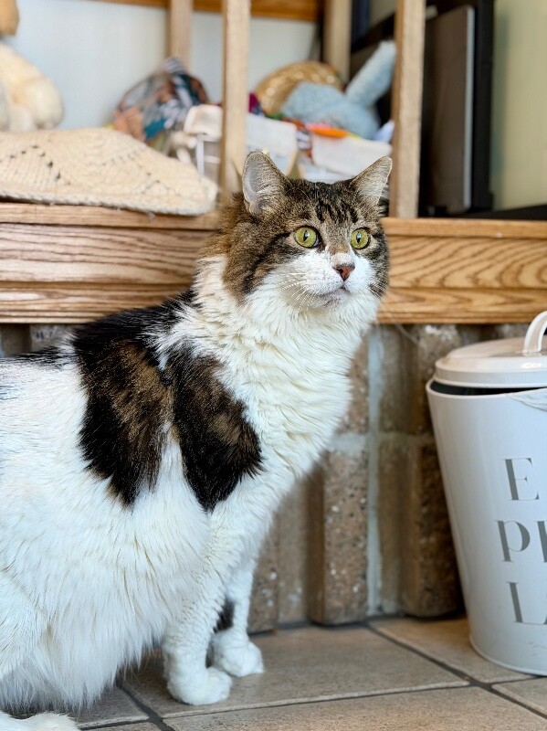 Picture of the Animal Listed