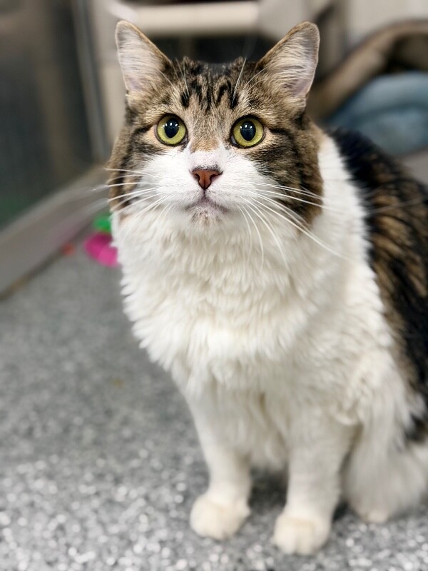 Picture of the Animal Listed