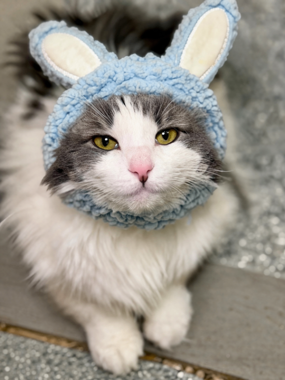 Picture of the Animal Listed