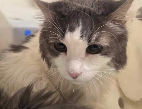 Picture of the Animal Listed