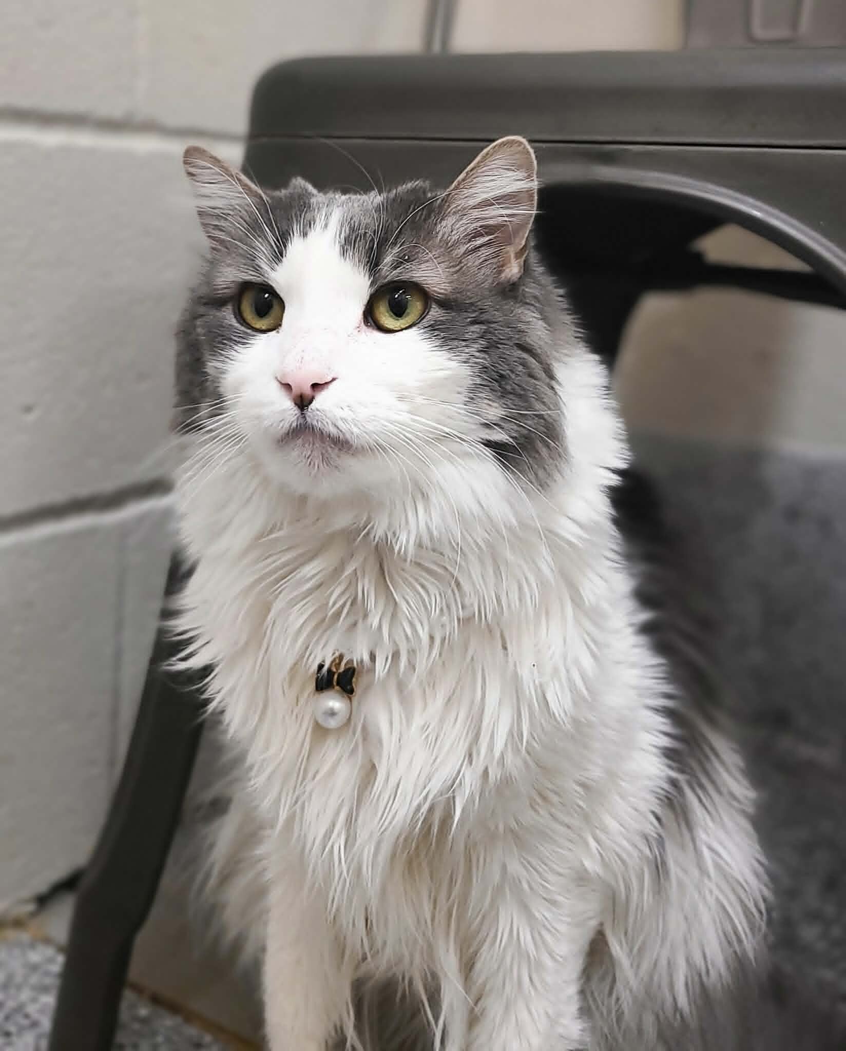 Picture of the Animal Listed