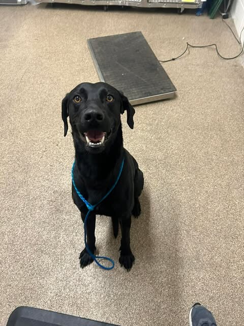 Picture of the Animal Listed