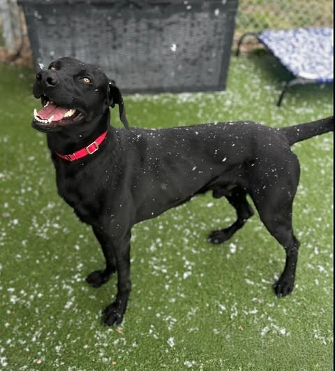 Picture of the Animal Listed