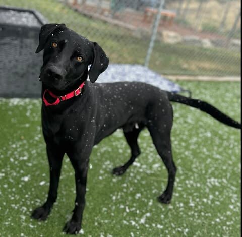 Picture of the Animal Listed