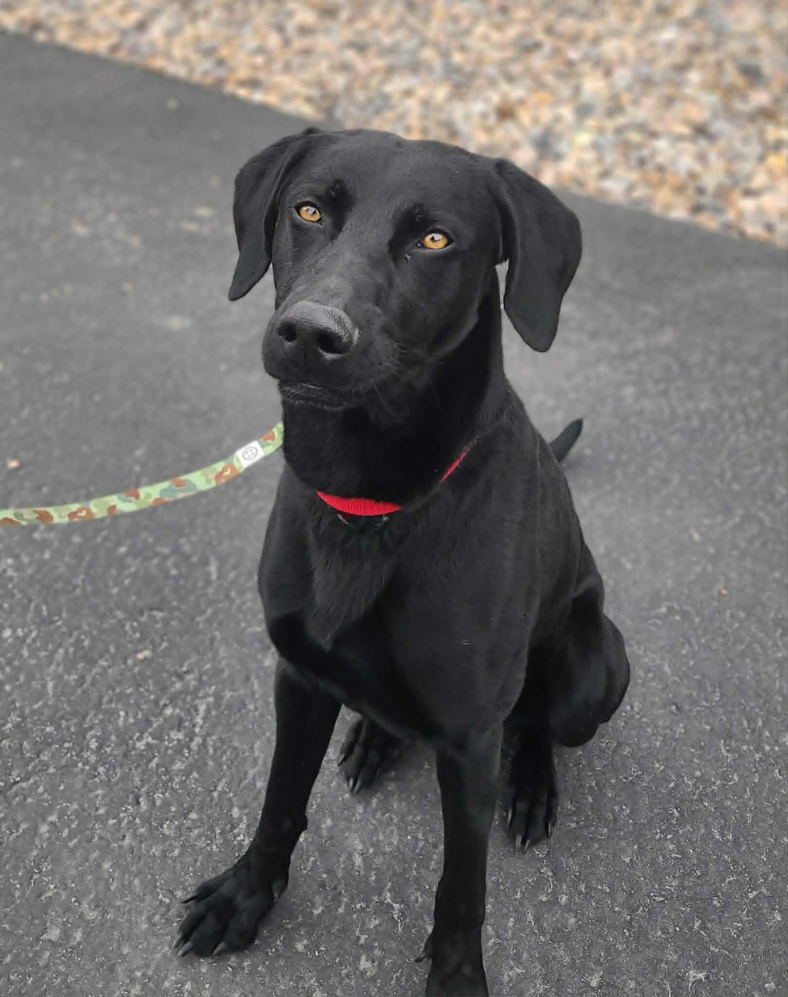 Picture of the Animal Listed