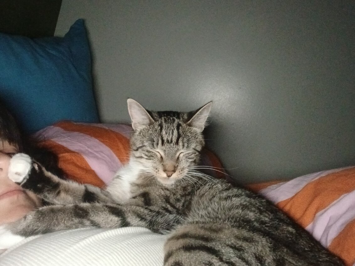 Picture of the Animal Listed