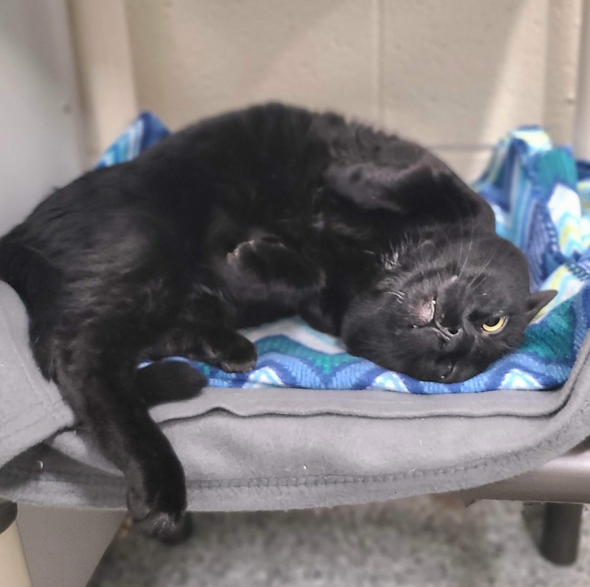 Picture of the Animal Listed