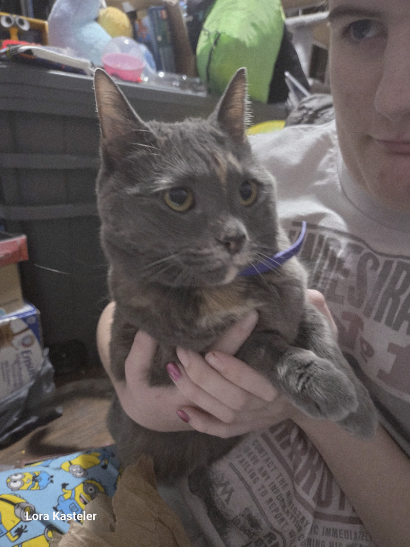 Picture of the Animal Listed