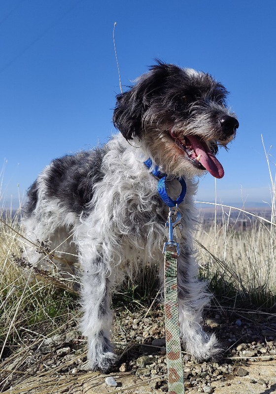 Picture of the Animal Listed