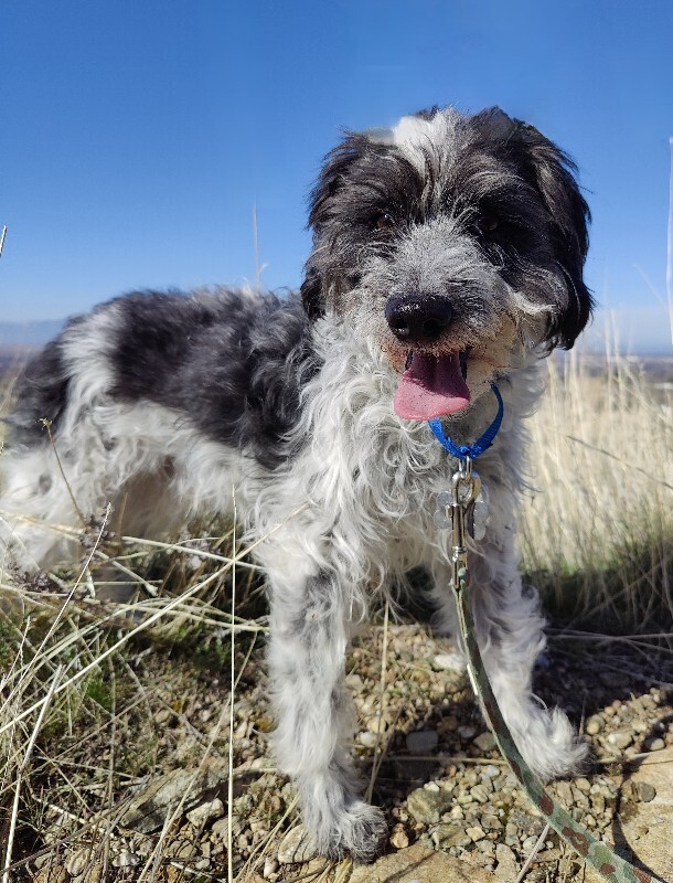 Picture of the Animal Listed