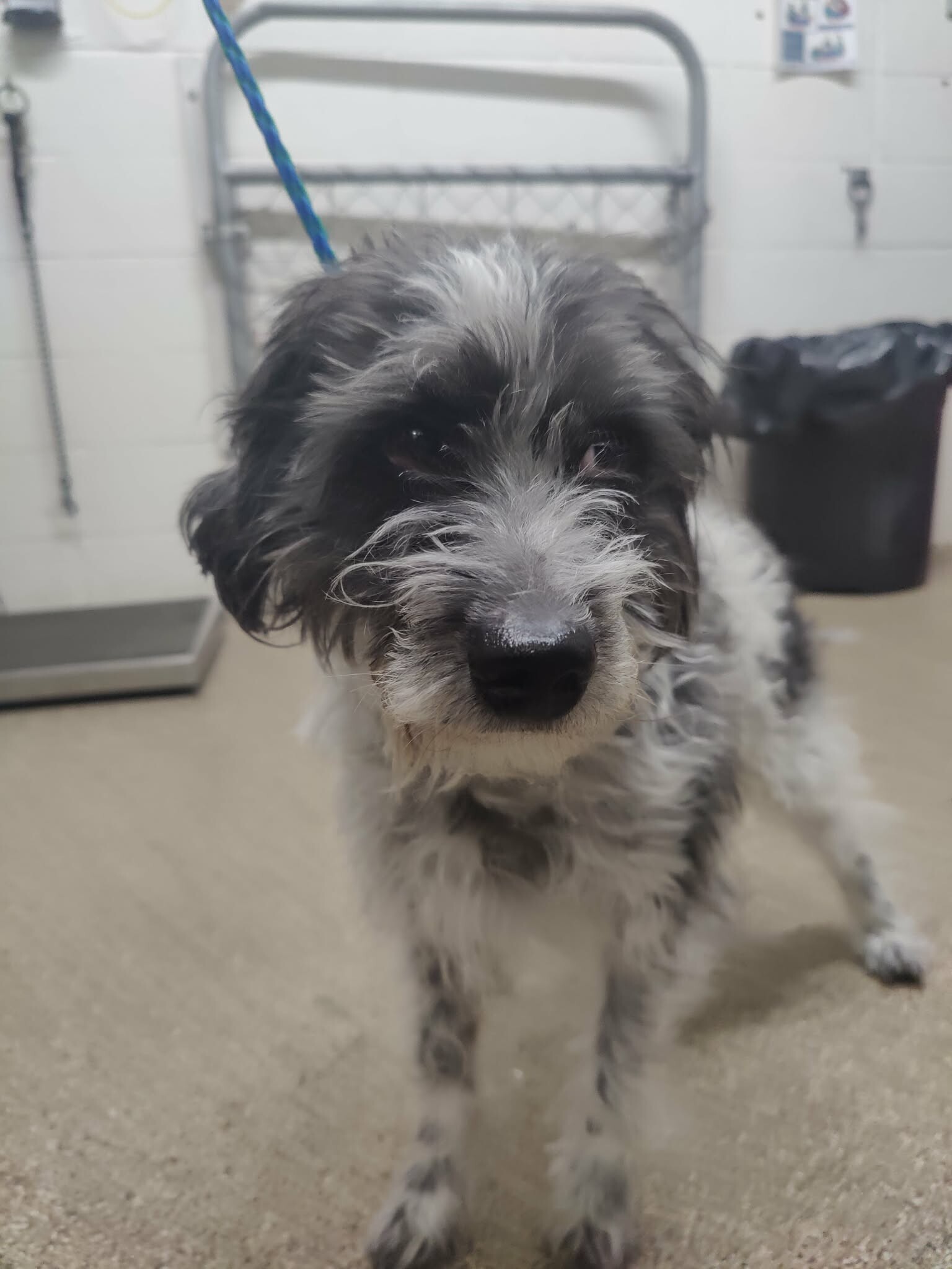 Picture of the Animal Listed