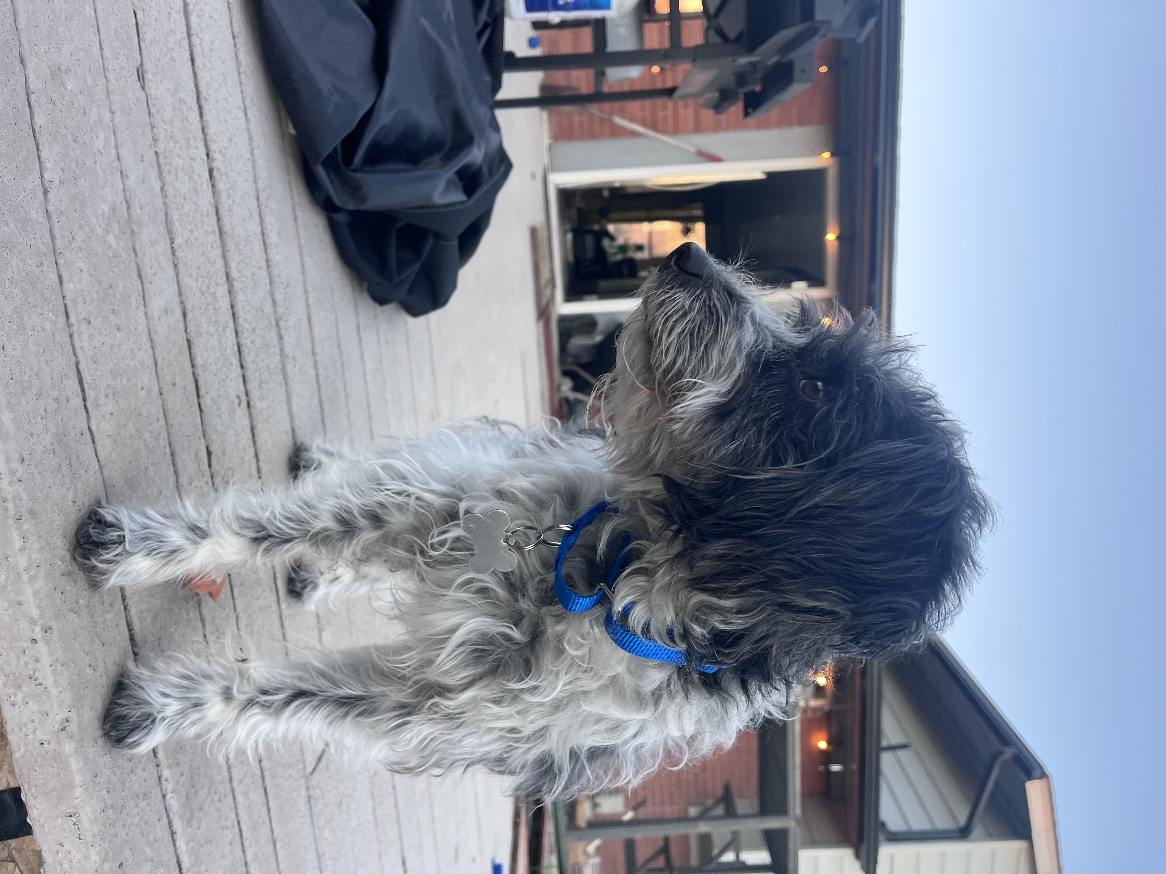 Picture of the Animal Listed