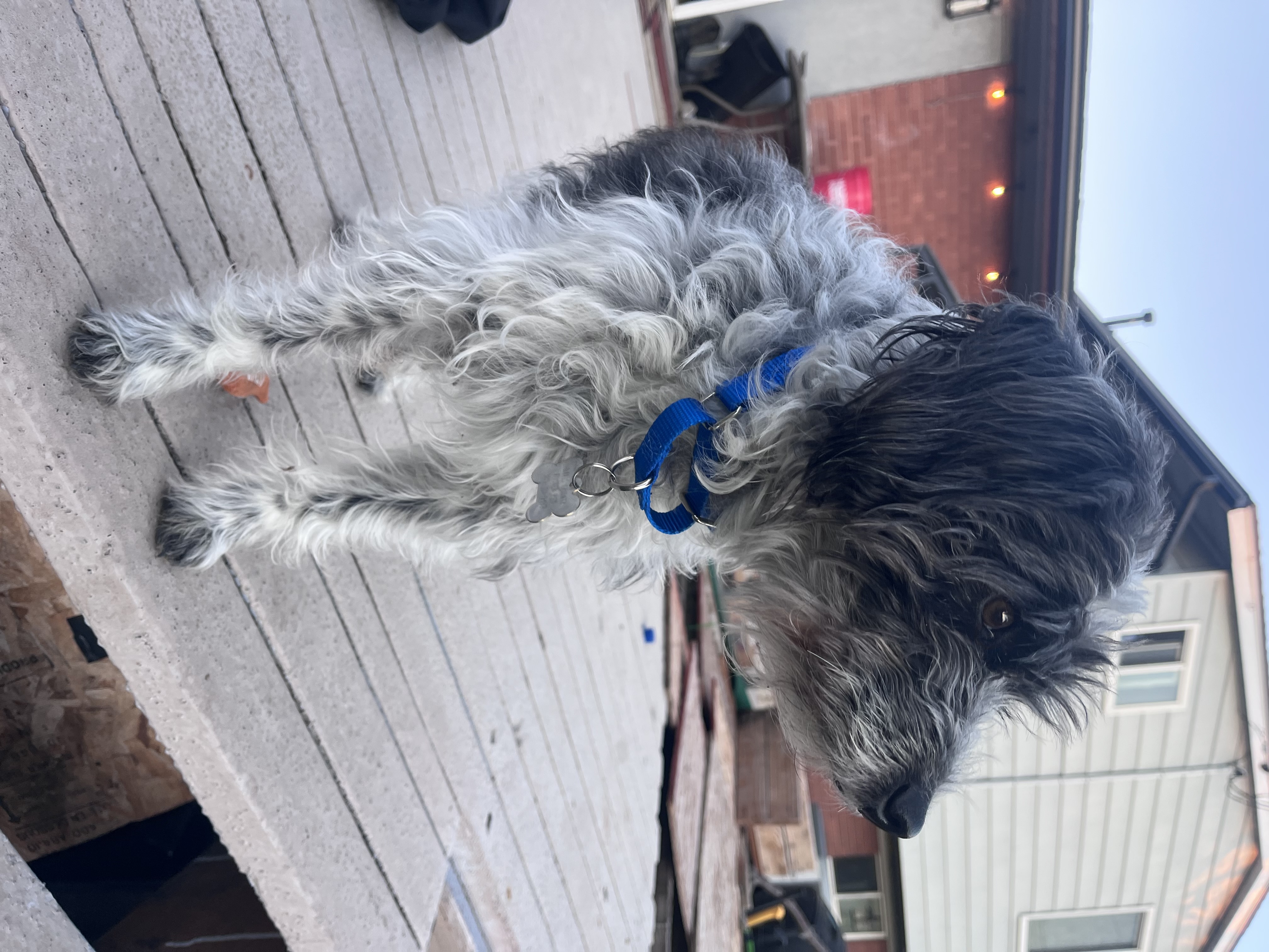 Picture of the Animal Listed