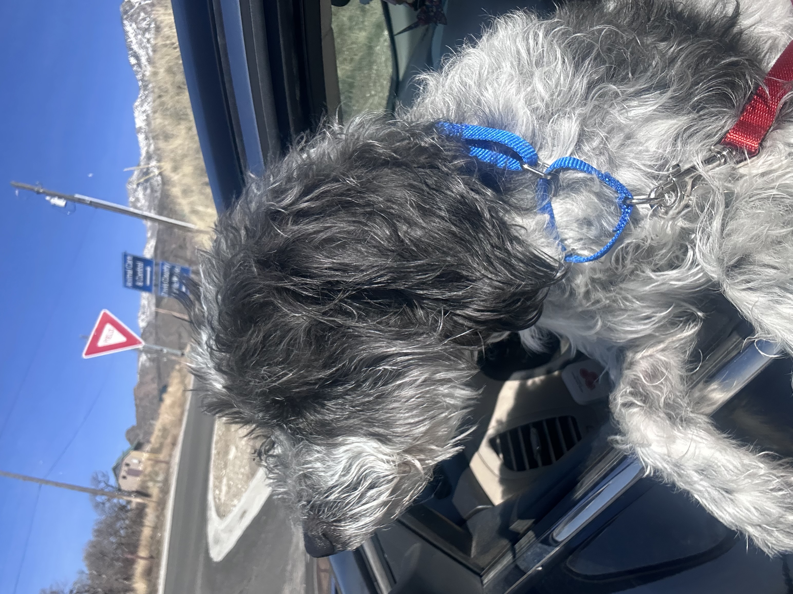 Picture of the Animal Listed