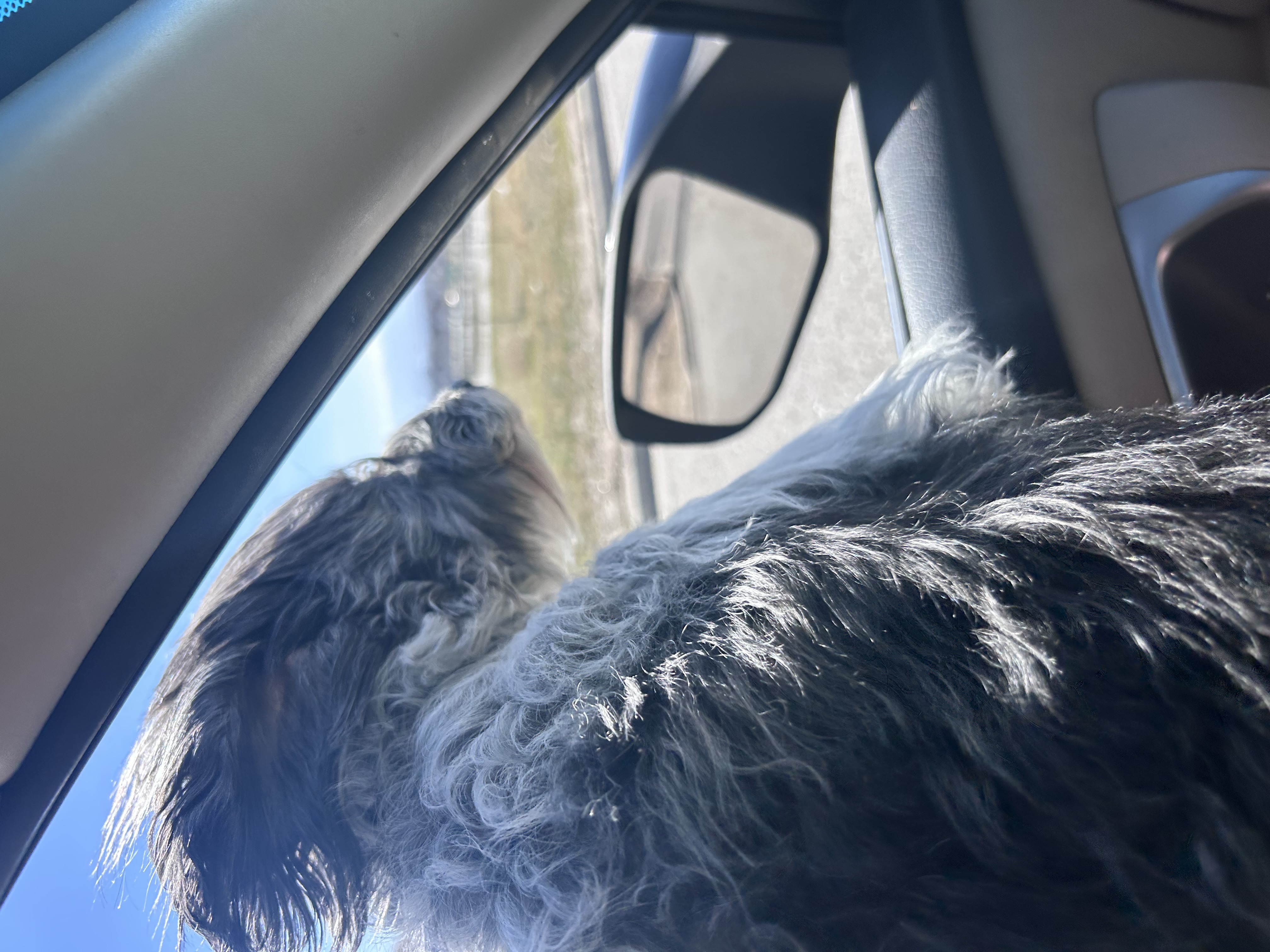 Picture of the Animal Listed