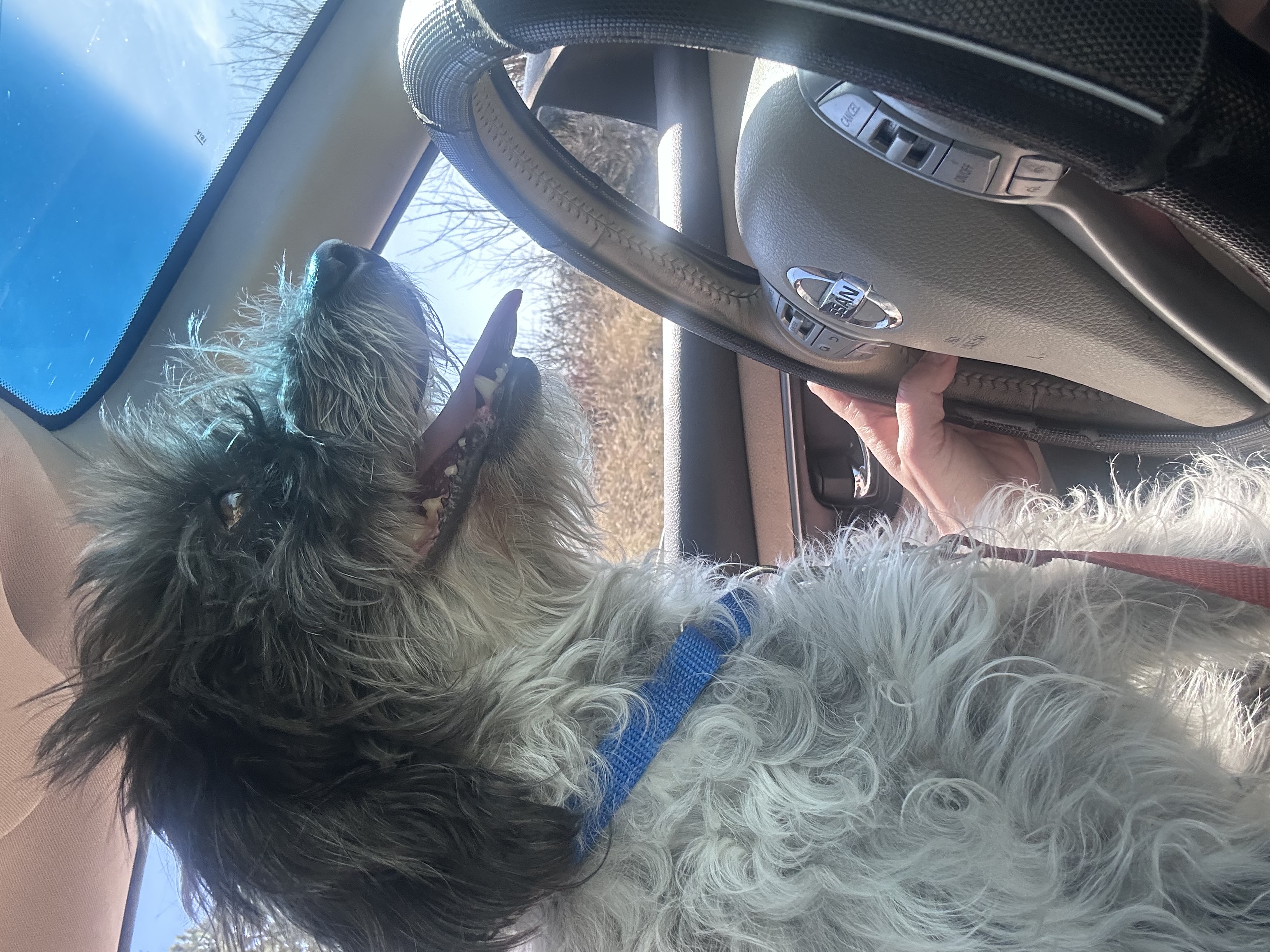 Picture of the Animal Listed