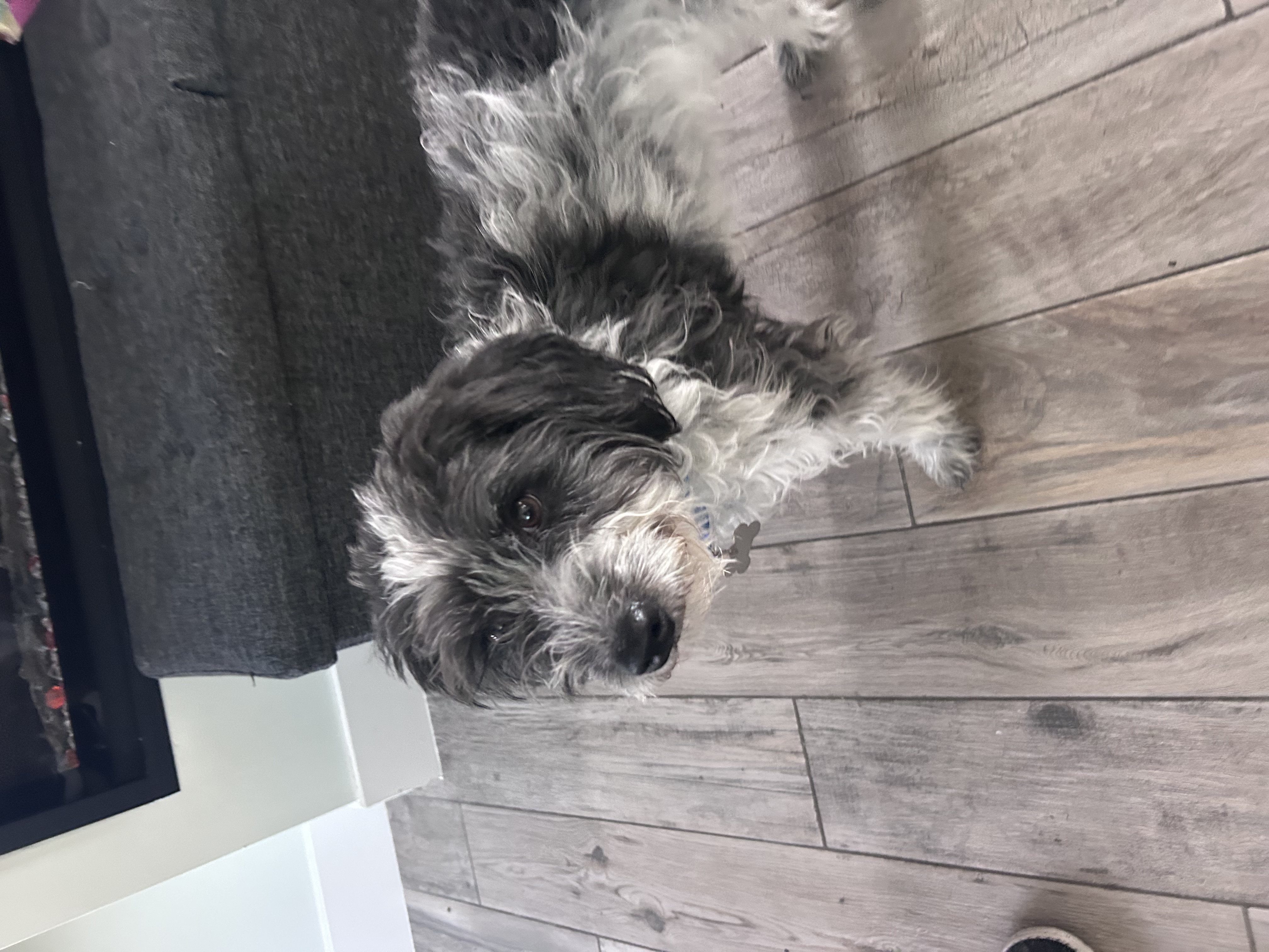 Picture of the Animal Listed