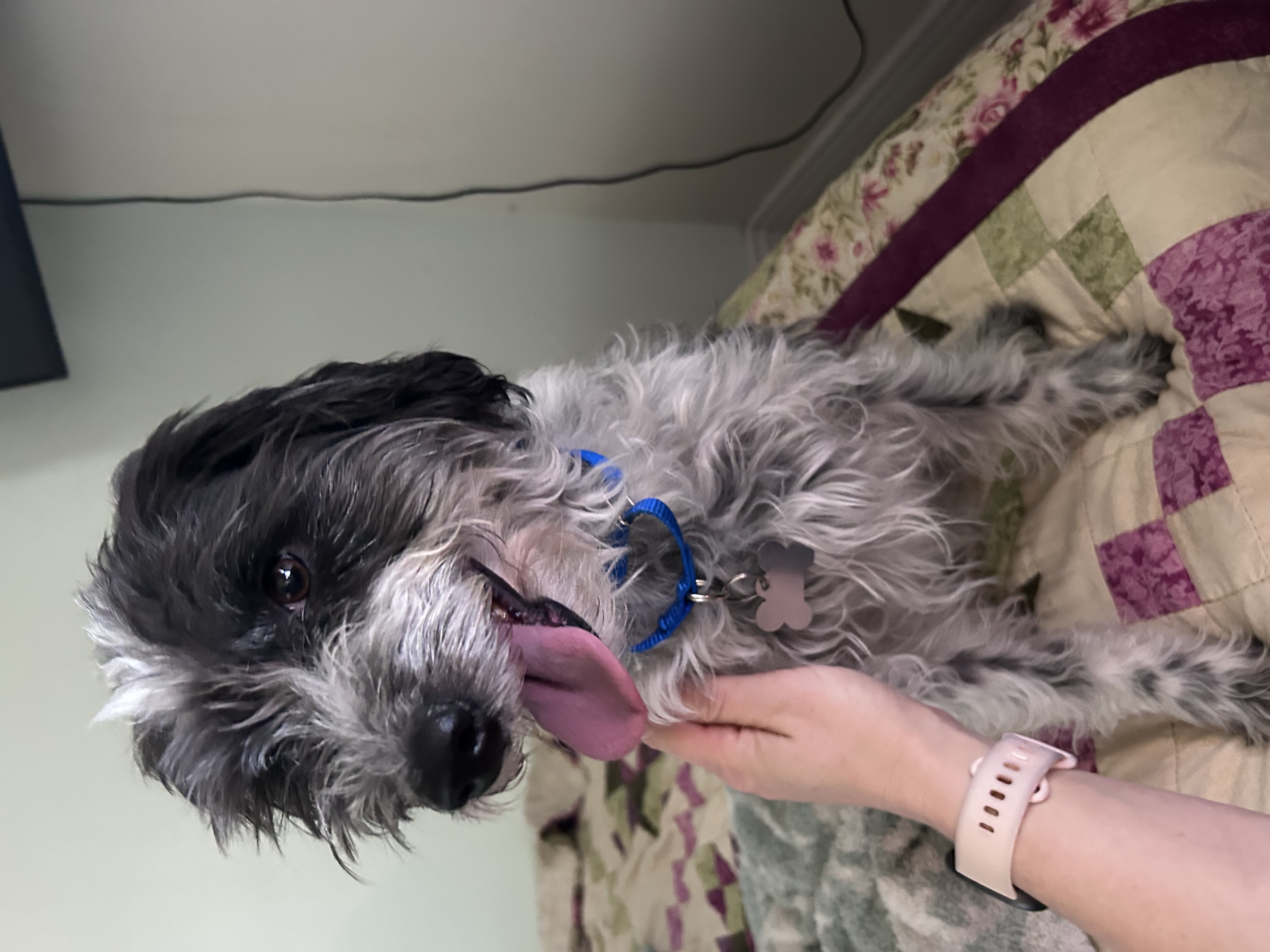 Picture of the Animal Listed