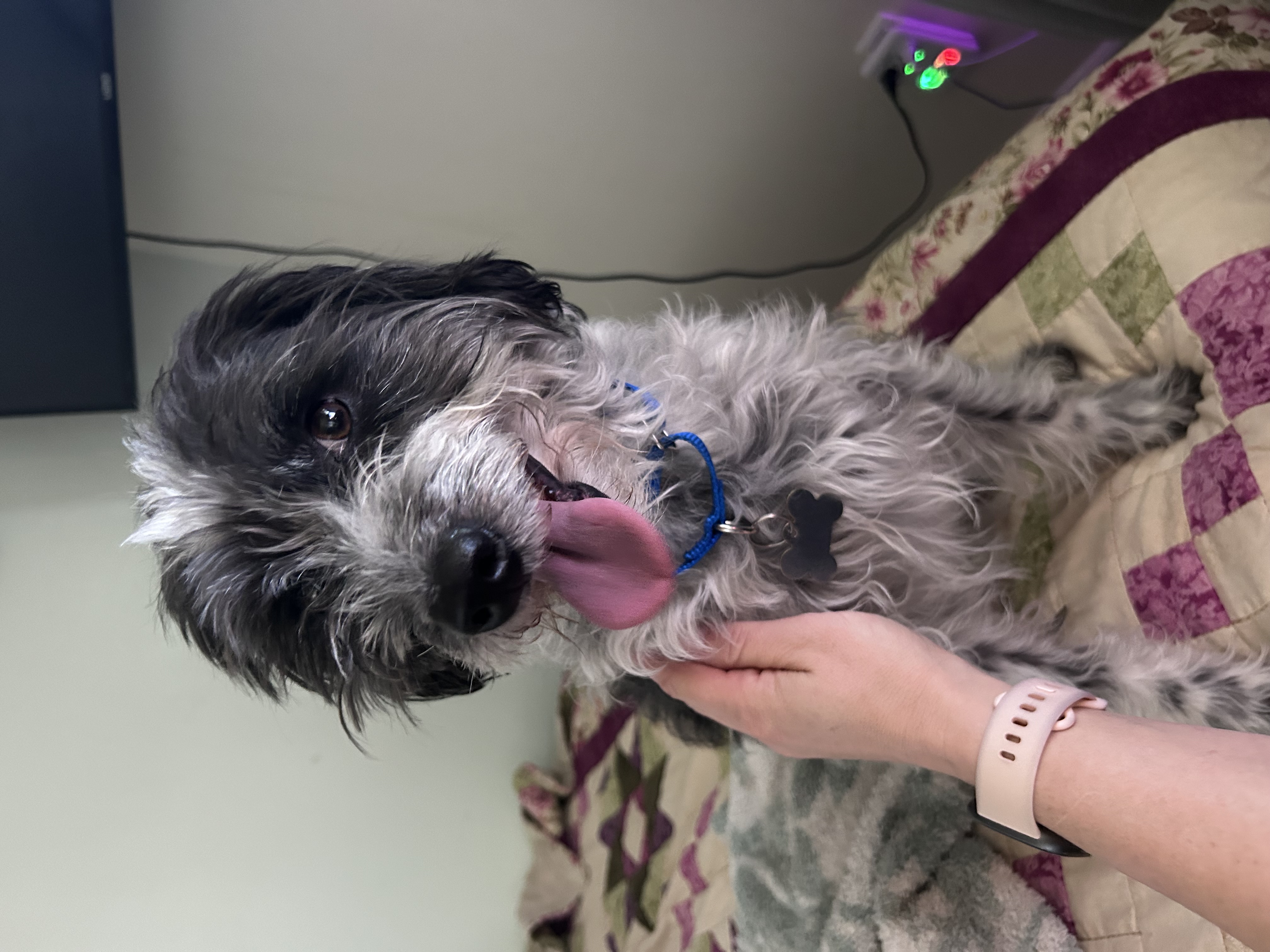 Picture of the Animal Listed