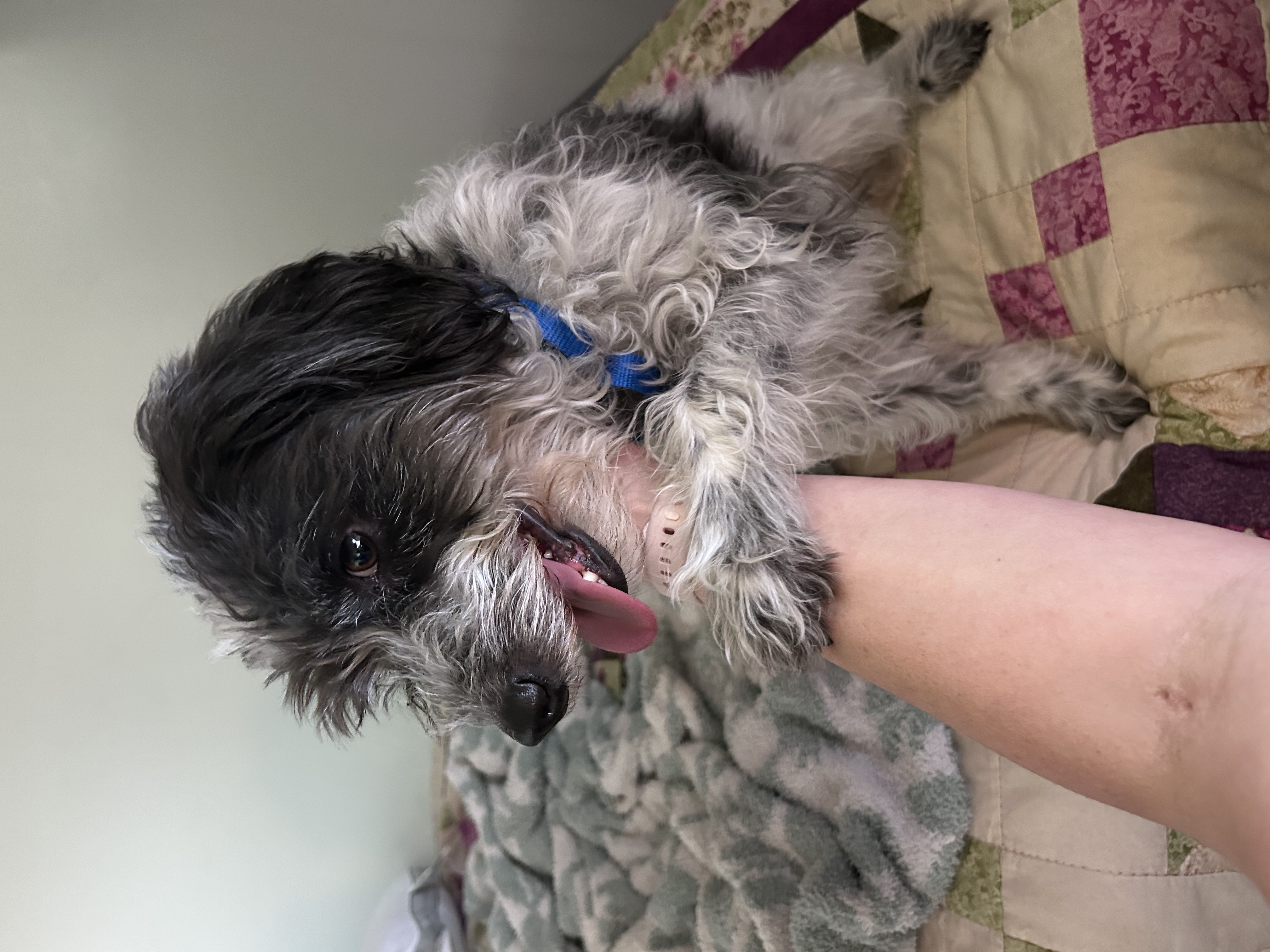 Picture of the Animal Listed