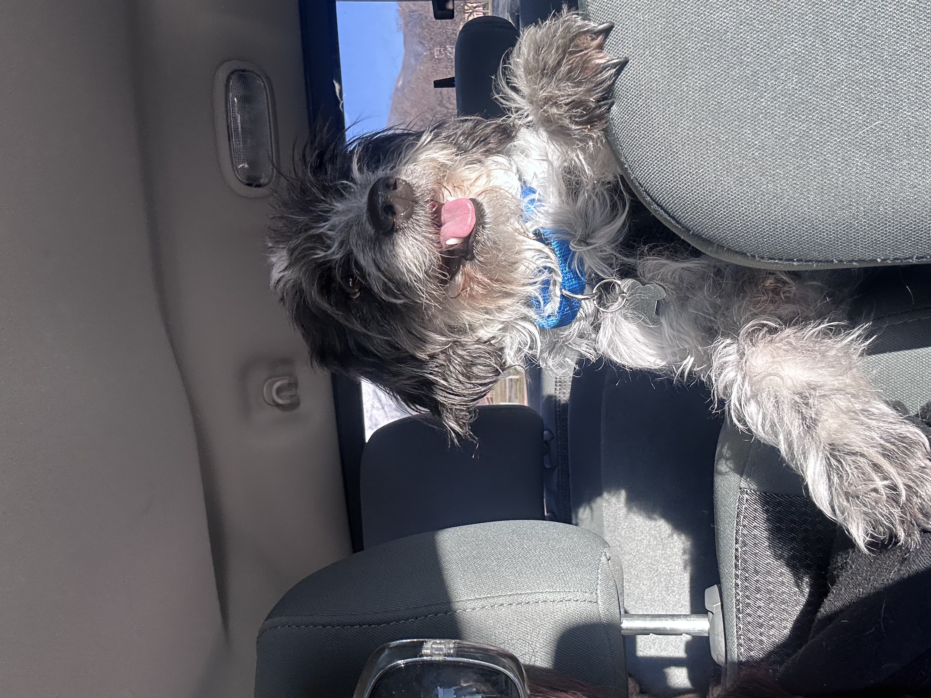 Picture of the Animal Listed